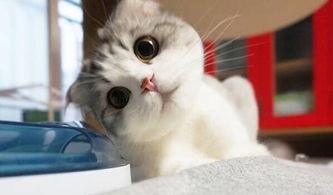 可爱日韩小猫视频大全免费观看,免费畅享日韩小猫视频盛宴